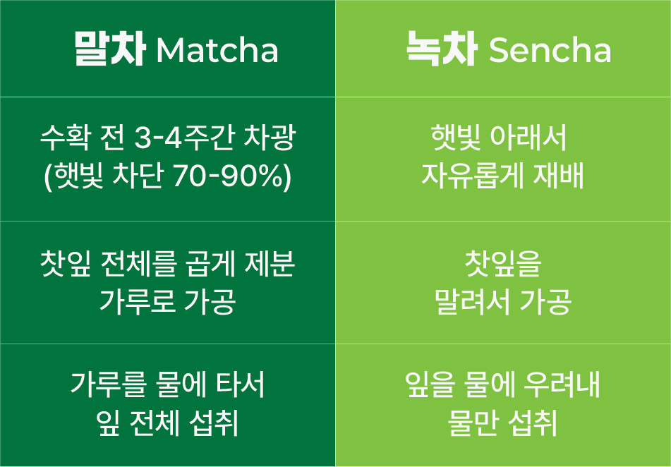 말차(matcha)와 녹차의 차이